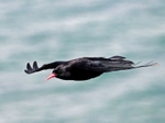 Chough