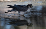 Lanner Falcon