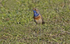 Male Bluethroat