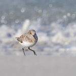 Bronze Medal Paul Richards Sanderling Running from the Waves