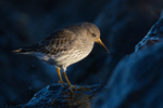 Purple Sandpiper