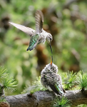 Anna's feeding fledgling - 2