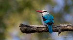Woodlands Kingfisher and fly