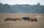Forest buffaloes