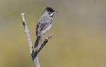 Ruppels Warbler