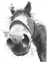 "NEW HORSE"