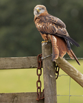 RED KITE 10