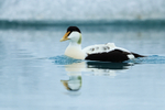 Eider portfolio