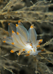 Amphorina andra