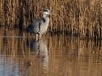 Grey Heron