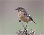 Bird Stonechat - female (Saxicola torquata)