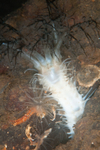 Pawsonia saxicola