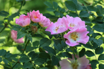 Dog Rose (Rosa canina), Oxfordshire, England