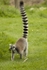 Lemurs