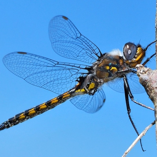 The Spiny Baskettail (Epitheca spinigera) is a dragonfly of the Corduliidae family. The scientific name, spinigera, m…