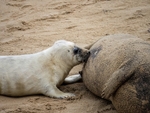 Atlantic Grey Seal