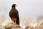 Striated Caracara perched, Steeple Jason, Falklands