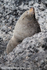 NZ017: Male Fur Seal