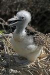Blue Footed Booby chick