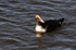 SBD009: Eider duck