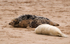Grey Seal