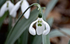 Sumo Snowdrop!