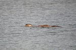 Otter