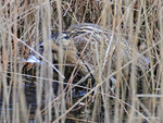 Bittern catches a fish at Hatch Pond, Poole