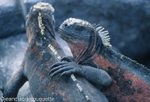 Marine Iguanas (Fernandina island)