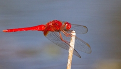 Dragonflies _0043