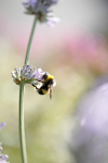Insect_ 044