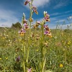 Calliantha's Orchid (Ophrys calliantha)