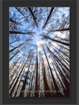 Skywards