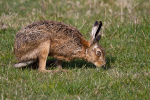 Hare