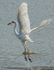 egret00
