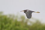 Tricolored Heron flying wings down, Harns Marsh, Florida