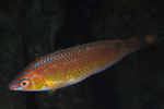 Centrolabrus exoletus