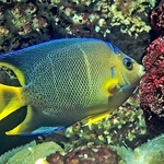 Blue Angel fish