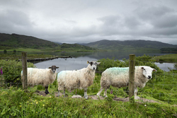 Lough Acoose, Ballycullane, Co. Kerry