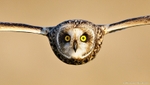Short-eared Owl (Asio ...