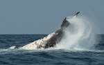 Humpback whale