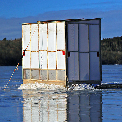 Gulls jocky for position atop an ice shack and in waiting for some smelt scraps - along the Kennebecasis River @ Renf…