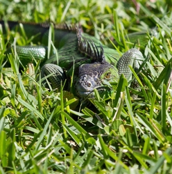 AnimalsCreatures _0061