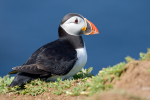 Puffin