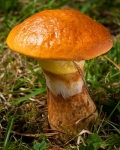 Larch Bolete (01)