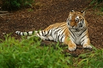 Amur Tiger - Anoushka (Colchester Zoo)
