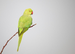 Ring Necked Parakeet - Psittacula krameri