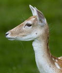 Fallow Deer ref fd 16c