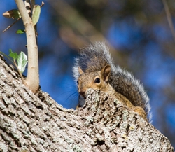 AnimalsCreatures _0021