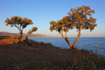 Pair of Pines, Sissi, Crete.   Ref 2242